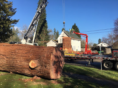 Standard Tree Stock Photos Standard Tree Stock Images Alamy
