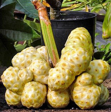 buah mengkudu manfaat buah mengkudu untuk rambut
