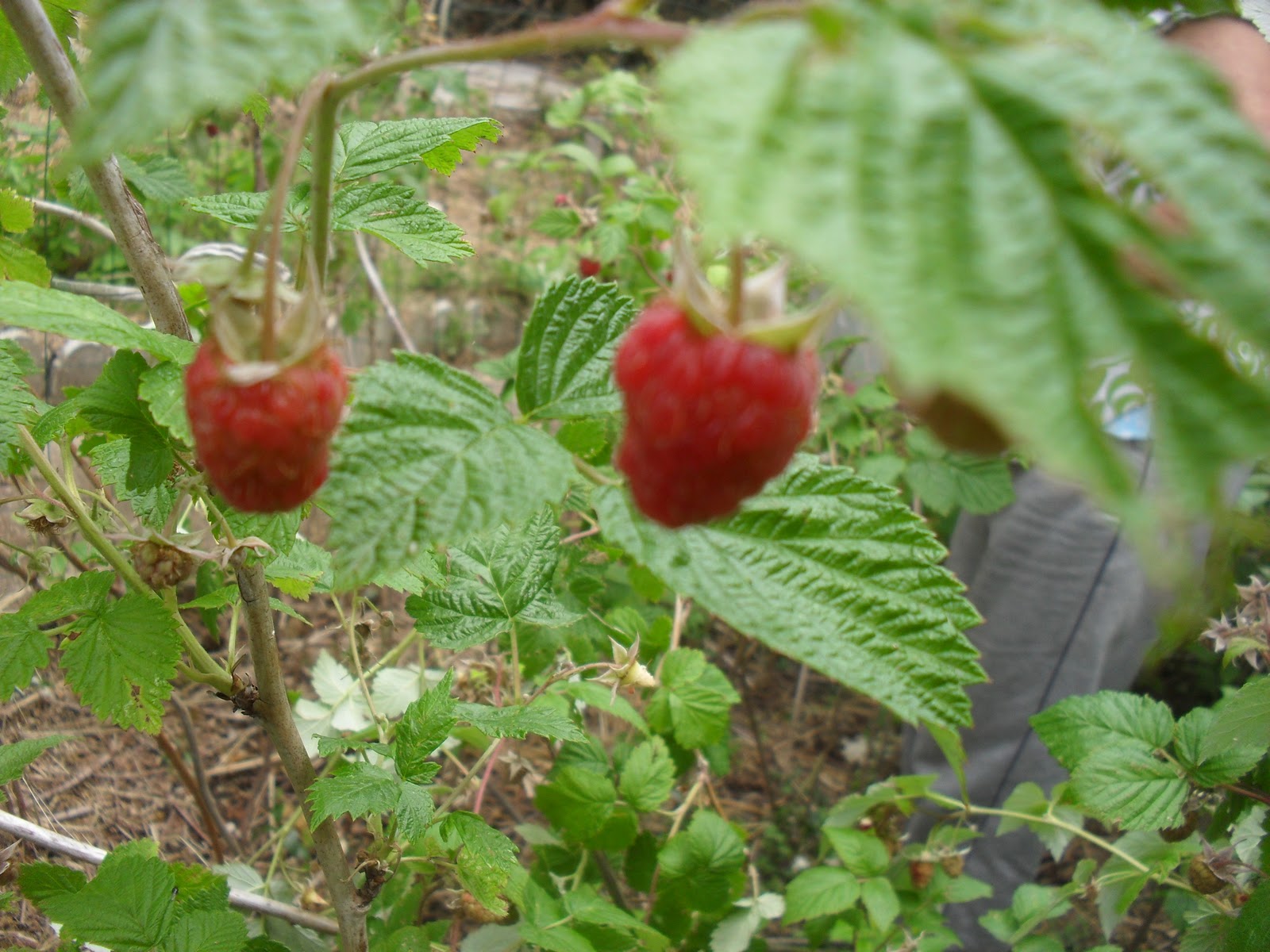 My unedited life in France Growing raspberries