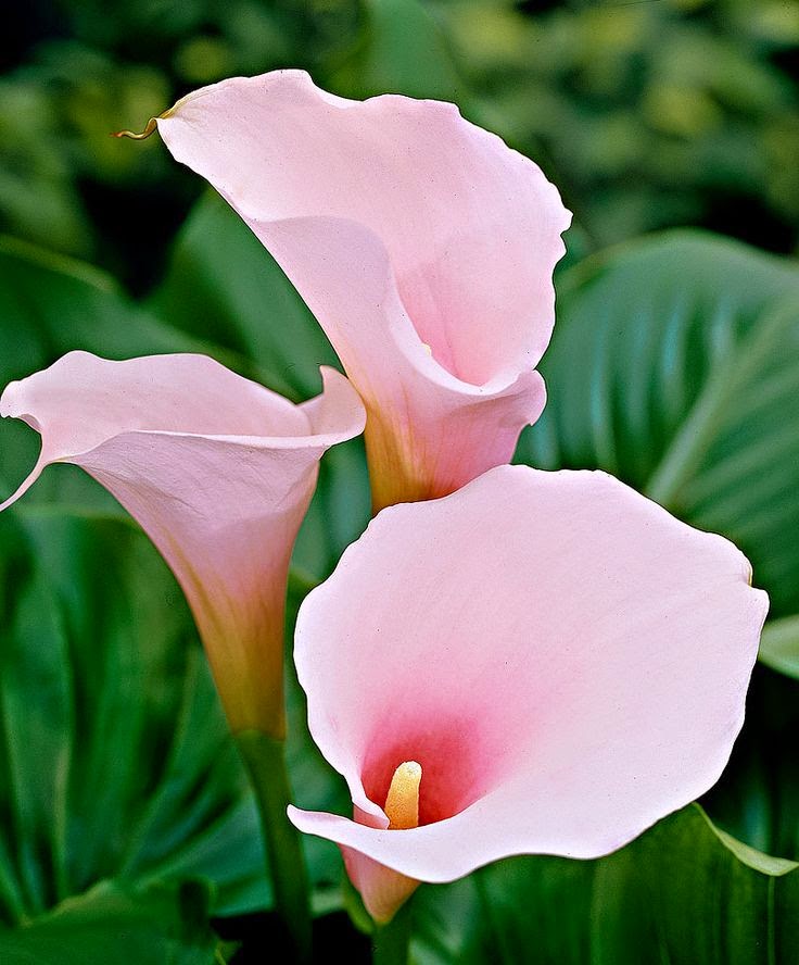 Pale Pink Calla Lily Dreaming Gardens pub