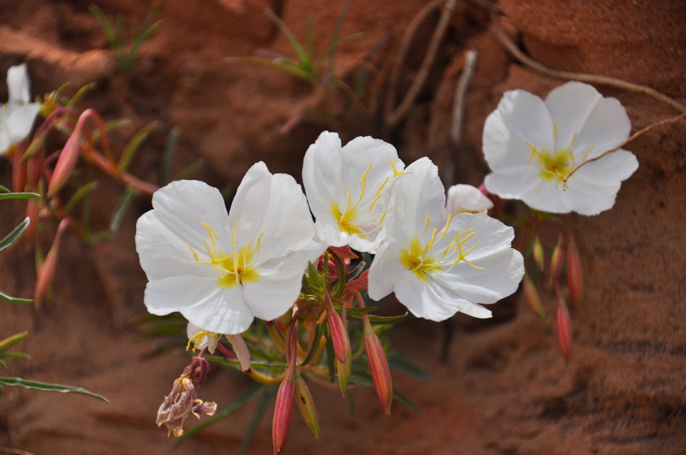 Evening Primrose