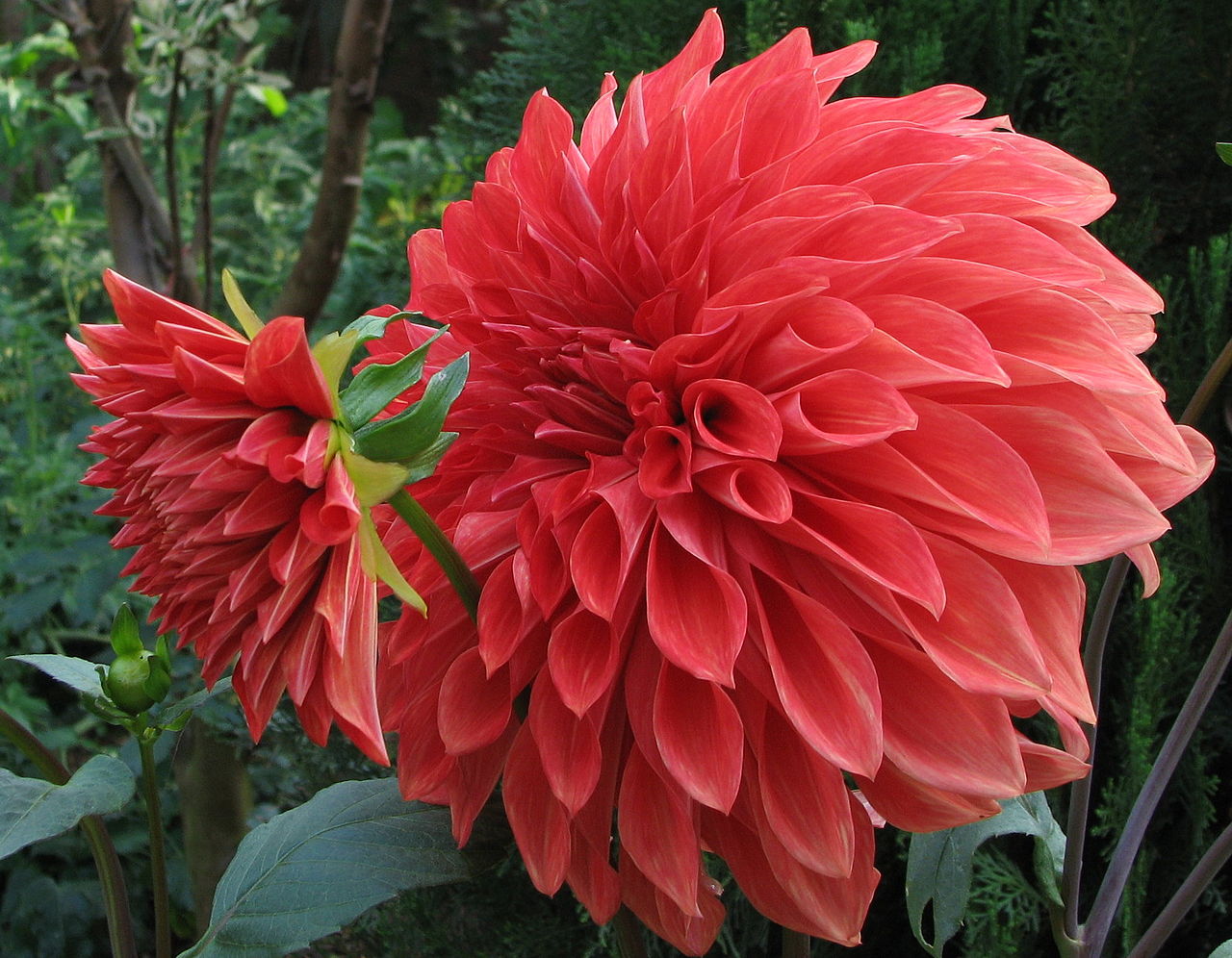 Semblance of Spanish America FLOWERS FROM SPANISH AMERICA