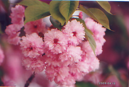 Kamis Putih Dalam Bahasa Inggris Kumpulan Kata Kamis Putih Dalam Bahasa Inggris Kumpulan Kata