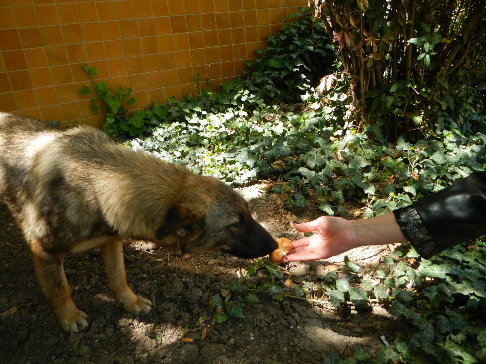 köpekler üşütünce ne yapmalı