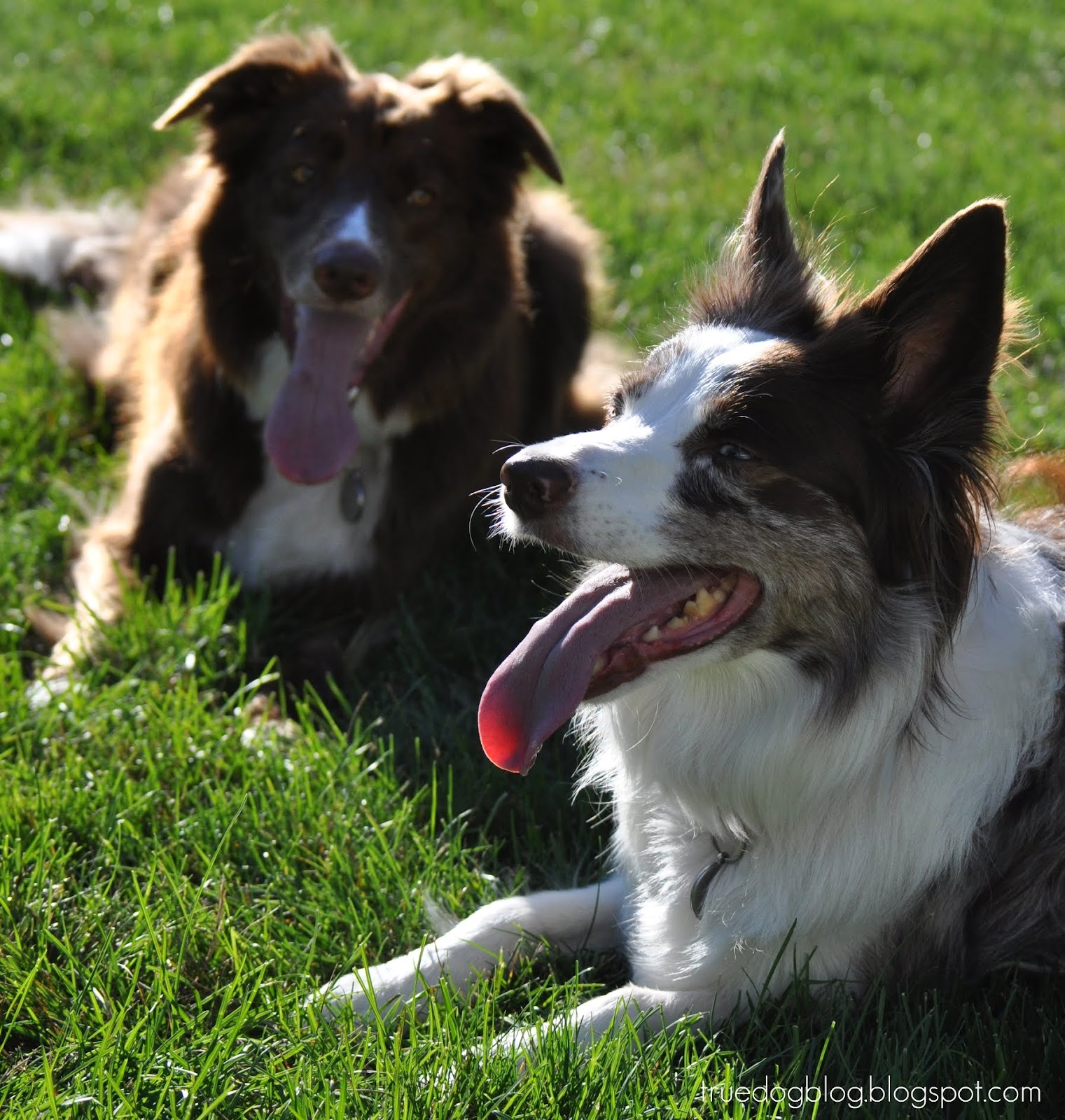 True Dog Border Collie Collapse (BCC) Syndrome