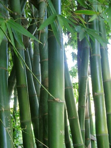 Bamboo Outdoor Privacy Screen Fence | Bamboo Products Photo
