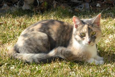 tortoiseshell calico tabby tortoiseshell calico tabby