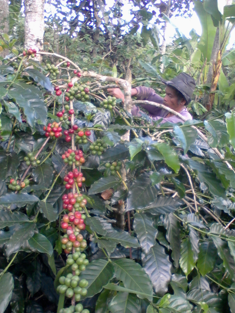 Quot Iq Khey Quot Morfologi Dan Fisiologi Kopi Kalosi Arabica quot iq khey quot morfologi dan fisiologi kopi kalosi arabica