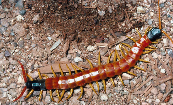 Image result for Centipedes GIF