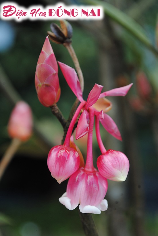 [Image: Ba-Na-hills-ruc-sac-mua-hoa-dao-chuong-no-ro-6.jpg]