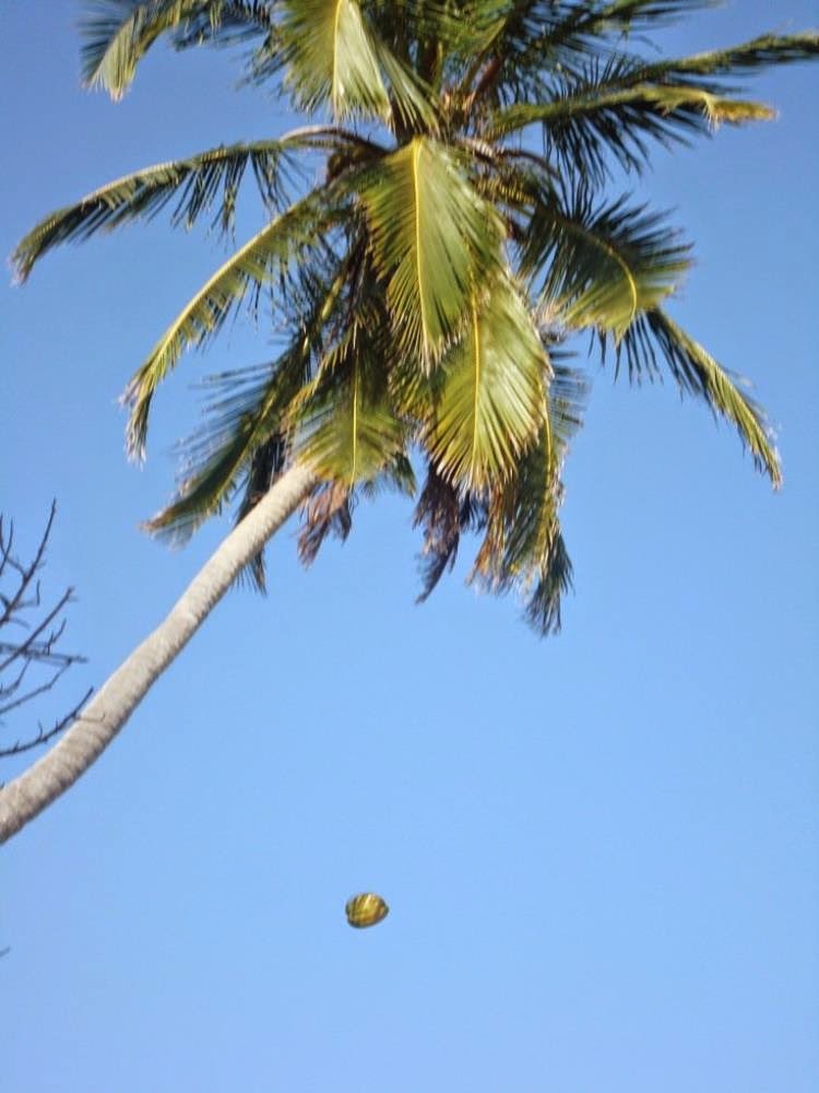  Sad News Falling Coconut tree kills fisherman