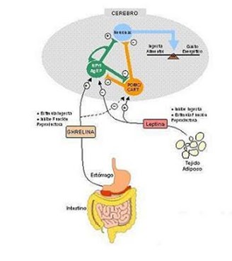 Ciencia, no ficción: Leptina y control del apetito Ciencia, no ficción: Leptina y control del apetito