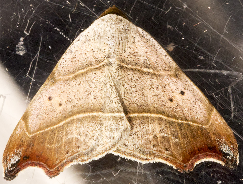 Beautiful Hook-tip, Laspeyria flexula. Noctuidae. Hayes, June 2014. Beautiful Hook-tip, Laspeyria flexula. Noctuidae. Hayes, June 2014.