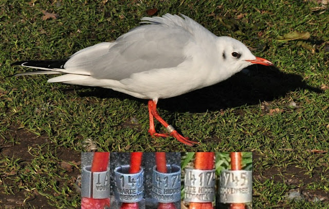 Black-headed Gull, P J Alker