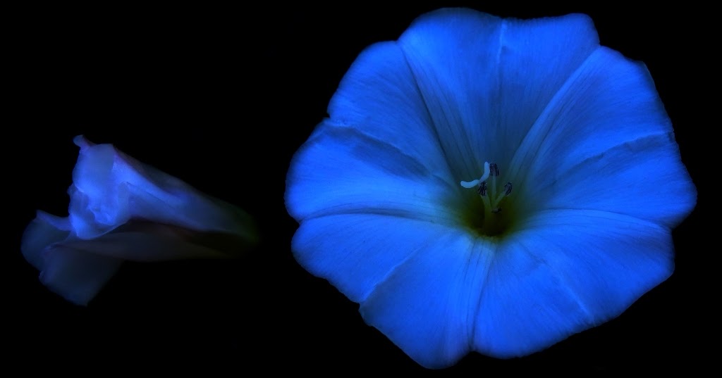 LATIDOS - BLOG DE FOTOGRAFÍA: Flores para la noche