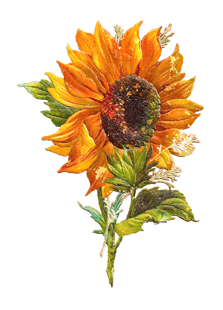 antique free flower graphic