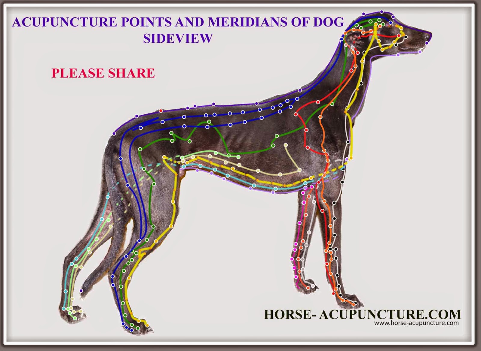 Dog Acupuncture Chart