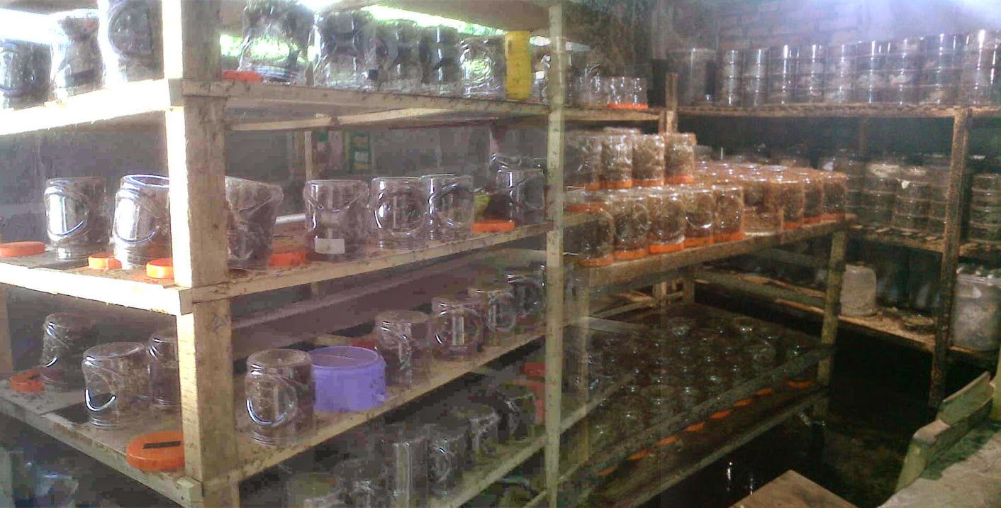jual bibit kroto murah distributor kroto jual bibit kroto murah distributor kroto