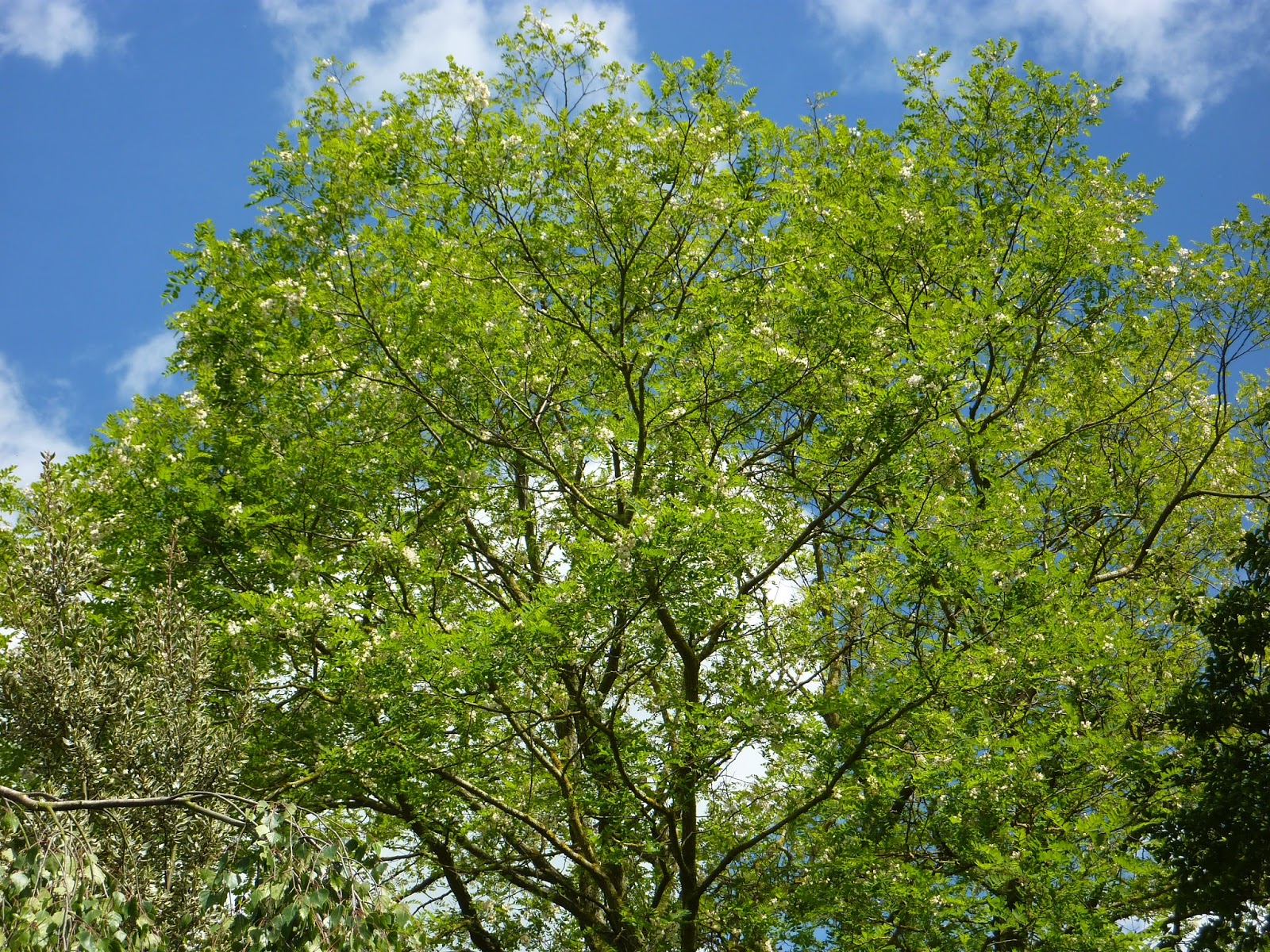Easy Retirement Robinia Pseudoacacia and Aylesbury Prune