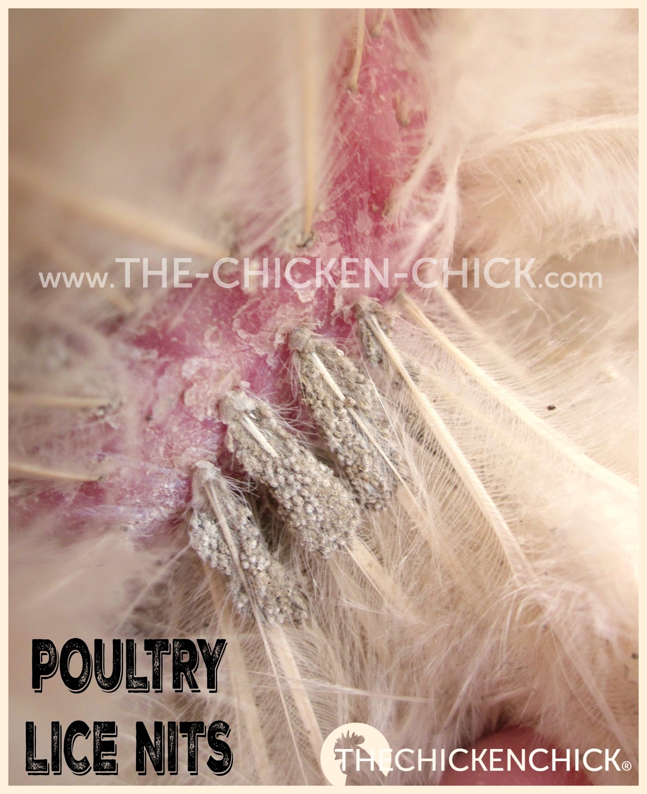 Poultry Lice and Mites Identification and Treatment The Chicken Chick®