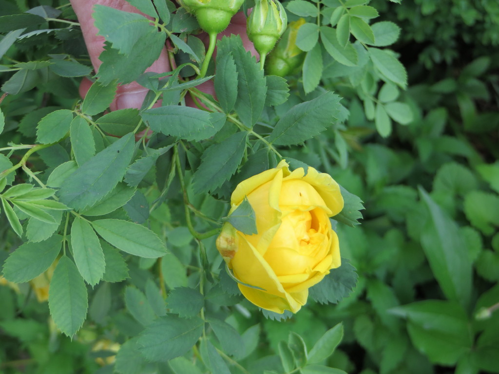 My Virtual Maryland Garden: Rosa hemisphaerica the sulfur rose