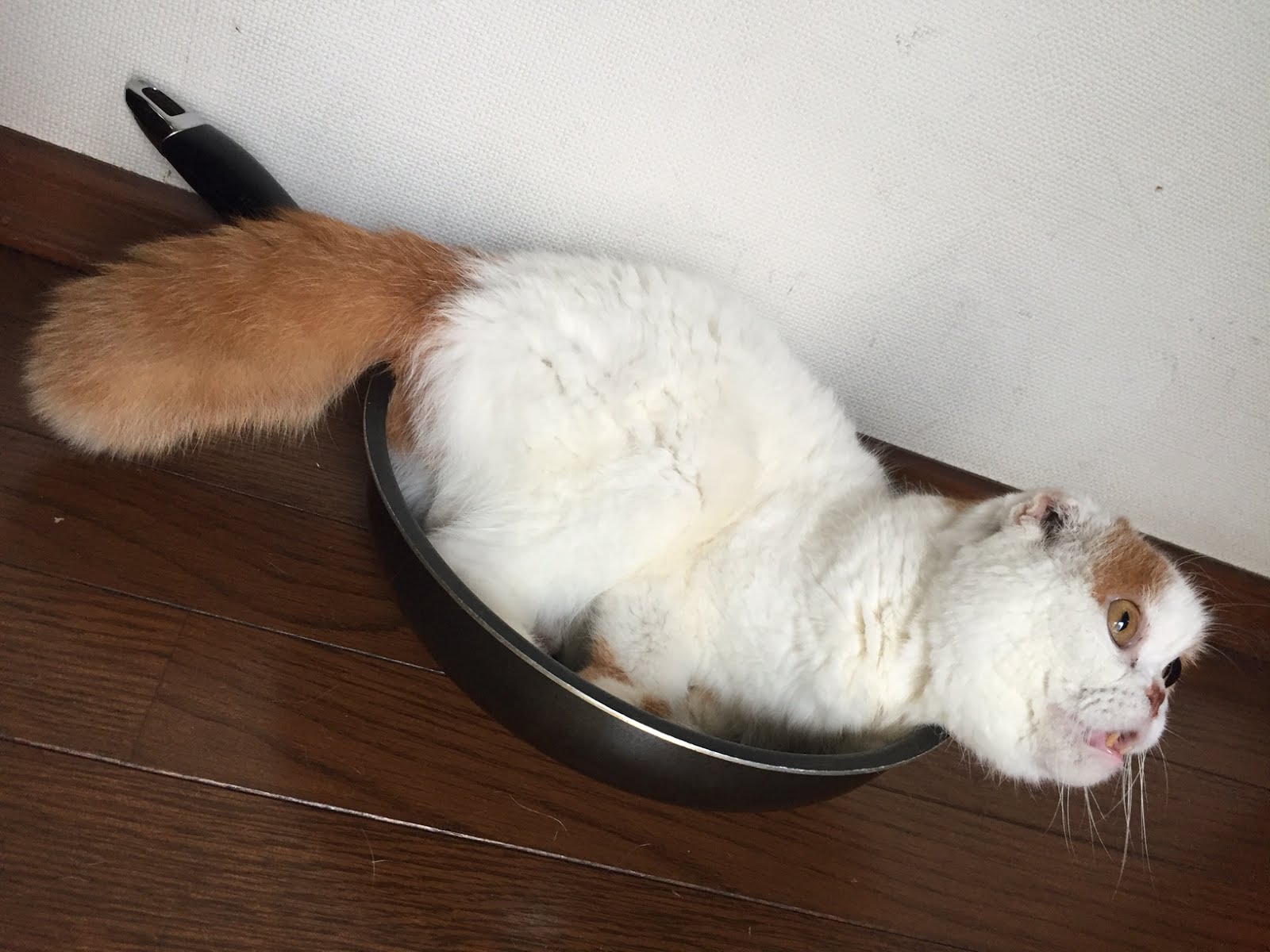 ぷっちプチプチ ぷち丸くん ねこ鍋 現る