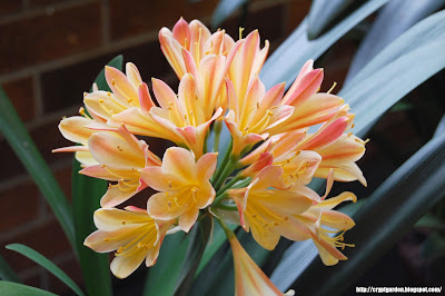 Clivia