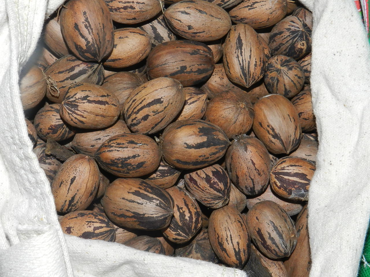 Collecting and Shelling Pecans