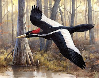 Ivory-billed Woodpecker: The King of Woodpeckers