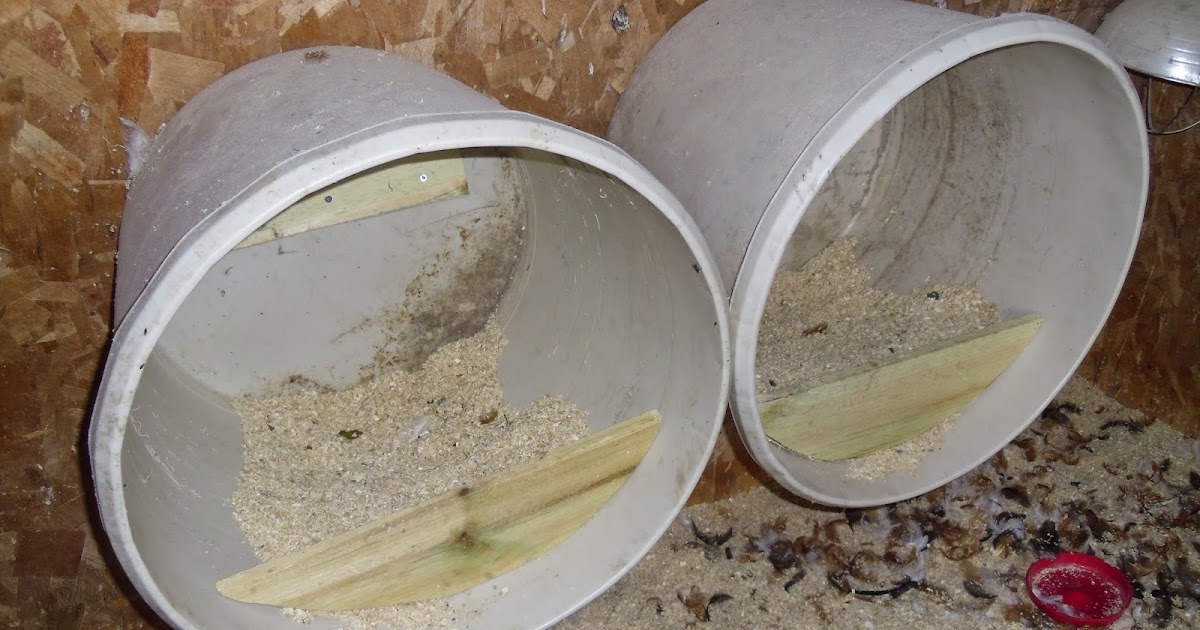 Rural King Chicken Nesting Box at Barbara Hines blog