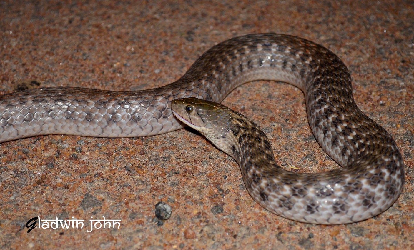 biodiversity of bharathidasan university non venomous snakes of bdu