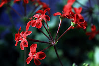 Le jardin des 101 pelargoniums