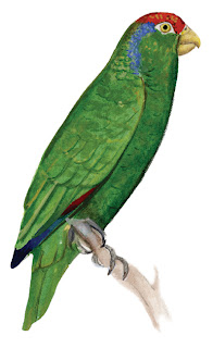 Loro tamaulipeco Guía de Aves de Coahuila