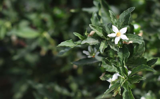 Solanum Pseudocapsicum