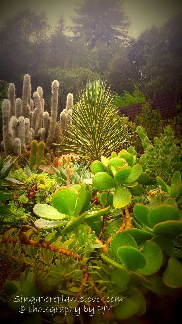Singapore Plants Lover The Amazing World of Succulents and Cactus