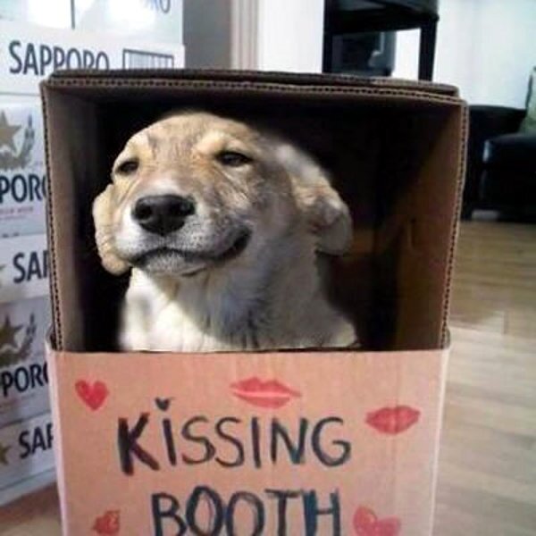 Hund im Kissing Booth.