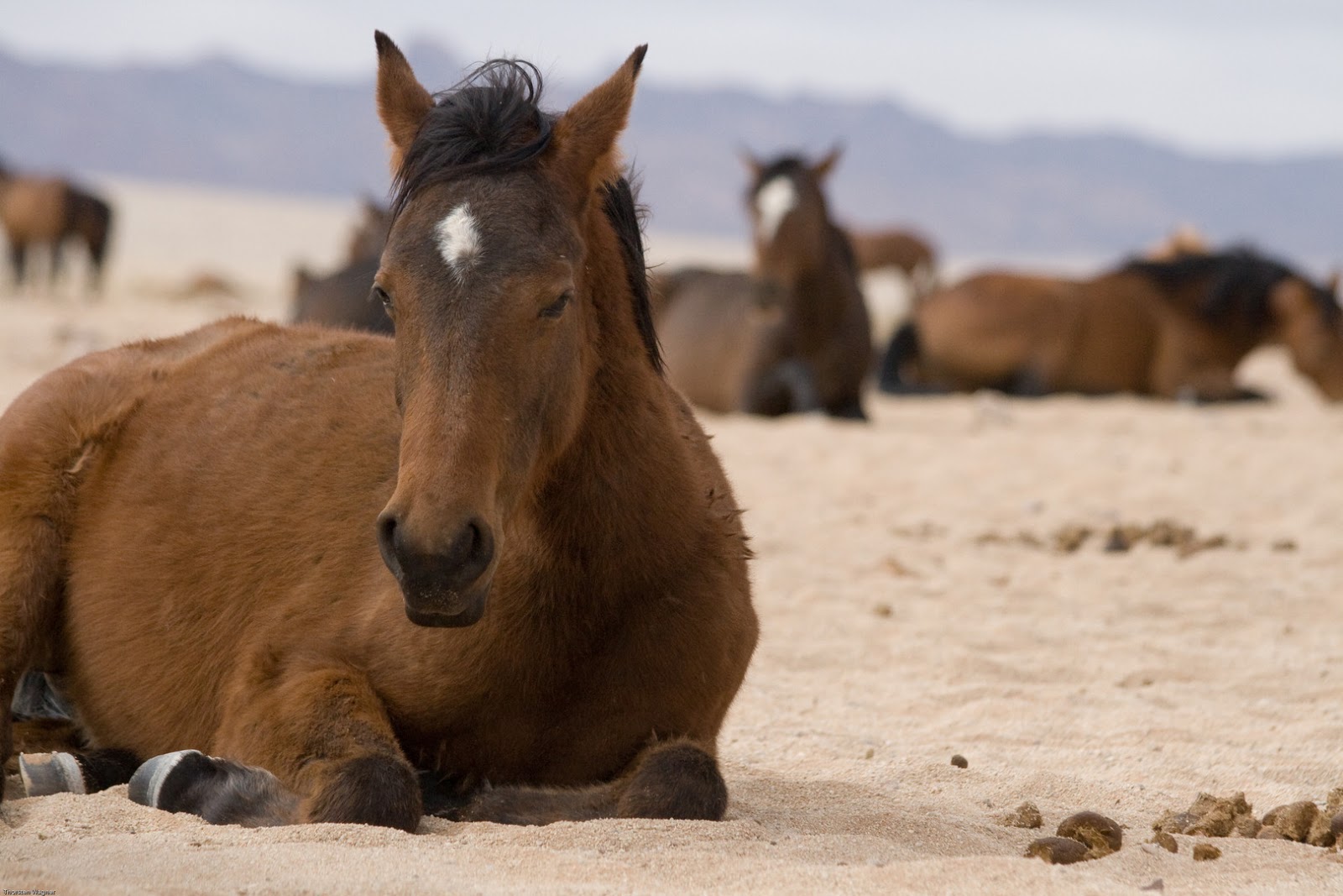 Southern Africa Travel Wild Horses of The Namib Desert