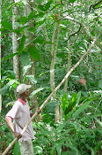 HACIENDA CACAO ESTADO ARAGUA