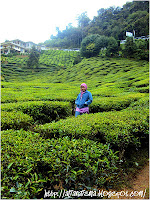 Cameron Highland