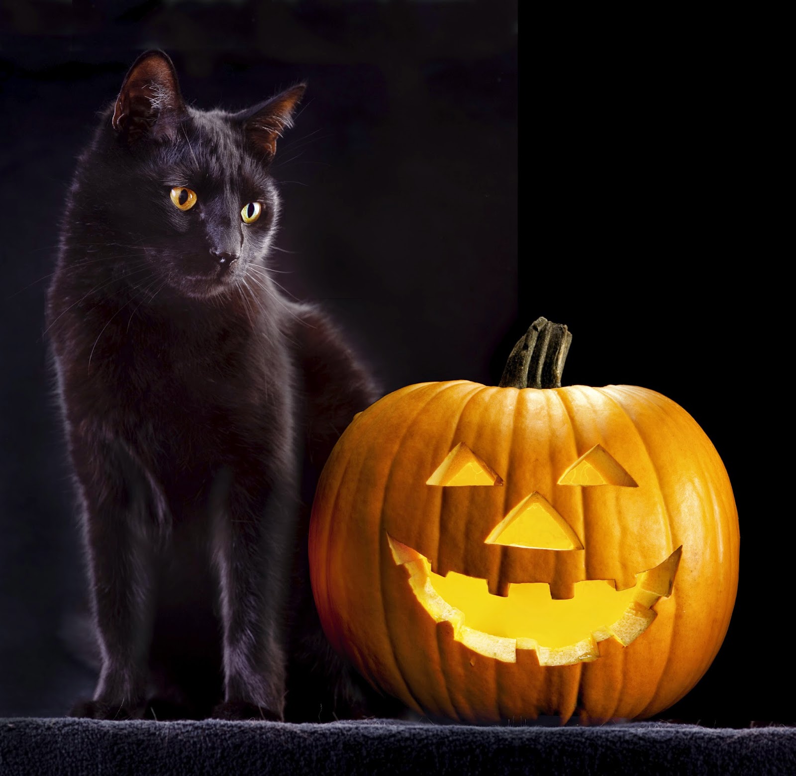 Bregman Veterinary Group: Tips to Keep Your Cat Safe This Halloween