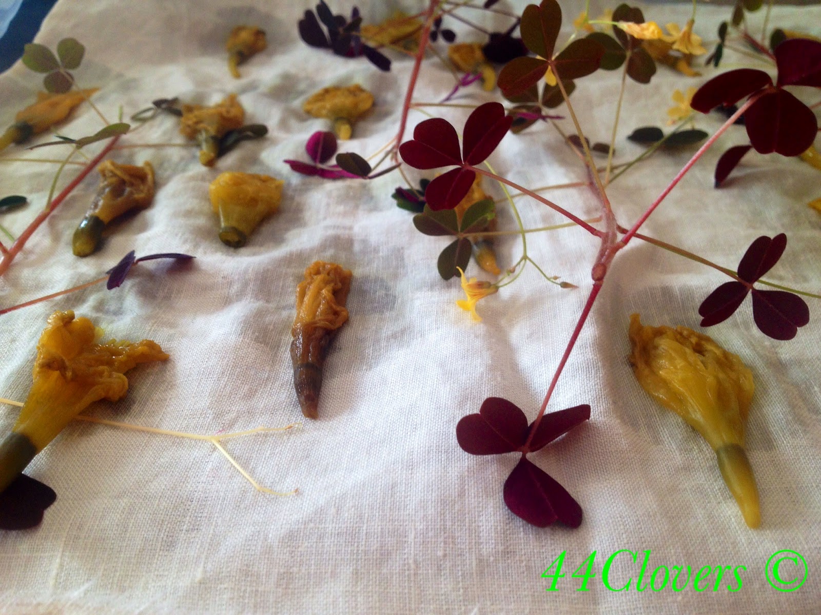 44 Clovers Birthday Daffodils; a plant dye tutorial