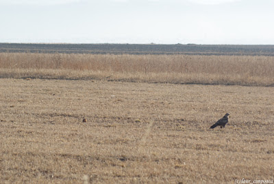 Sorecar Comun-Common Buzzard-Buteo-buteo-Mäusebussard-Egerészölyv-Busevariable