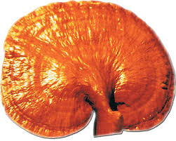 Ganoderma