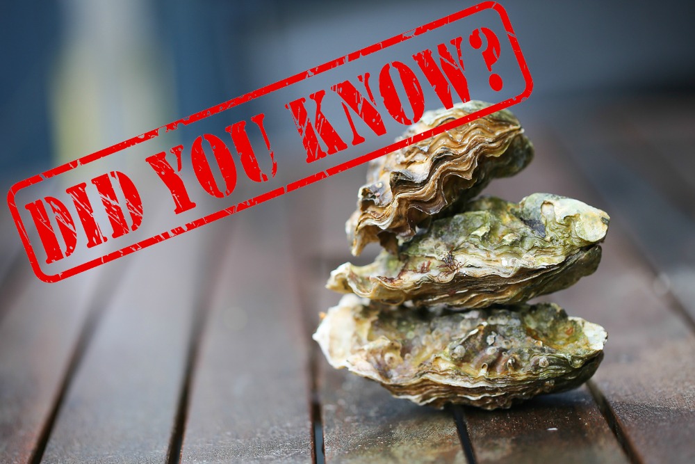 Tucker's Shuckers 5 Facts About Oysters You May Not Know