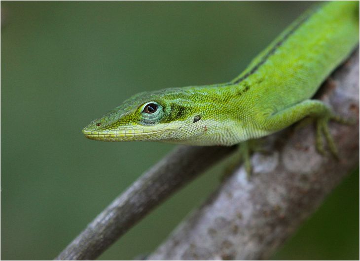 Wilde Perspektiven In The Deep South Naturkundliche