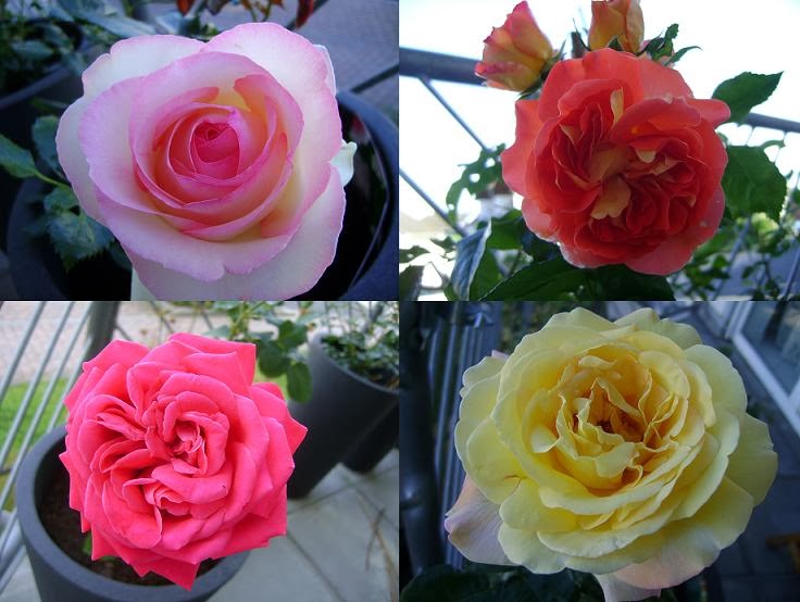 Terrassen- und Balkonbepflanzung