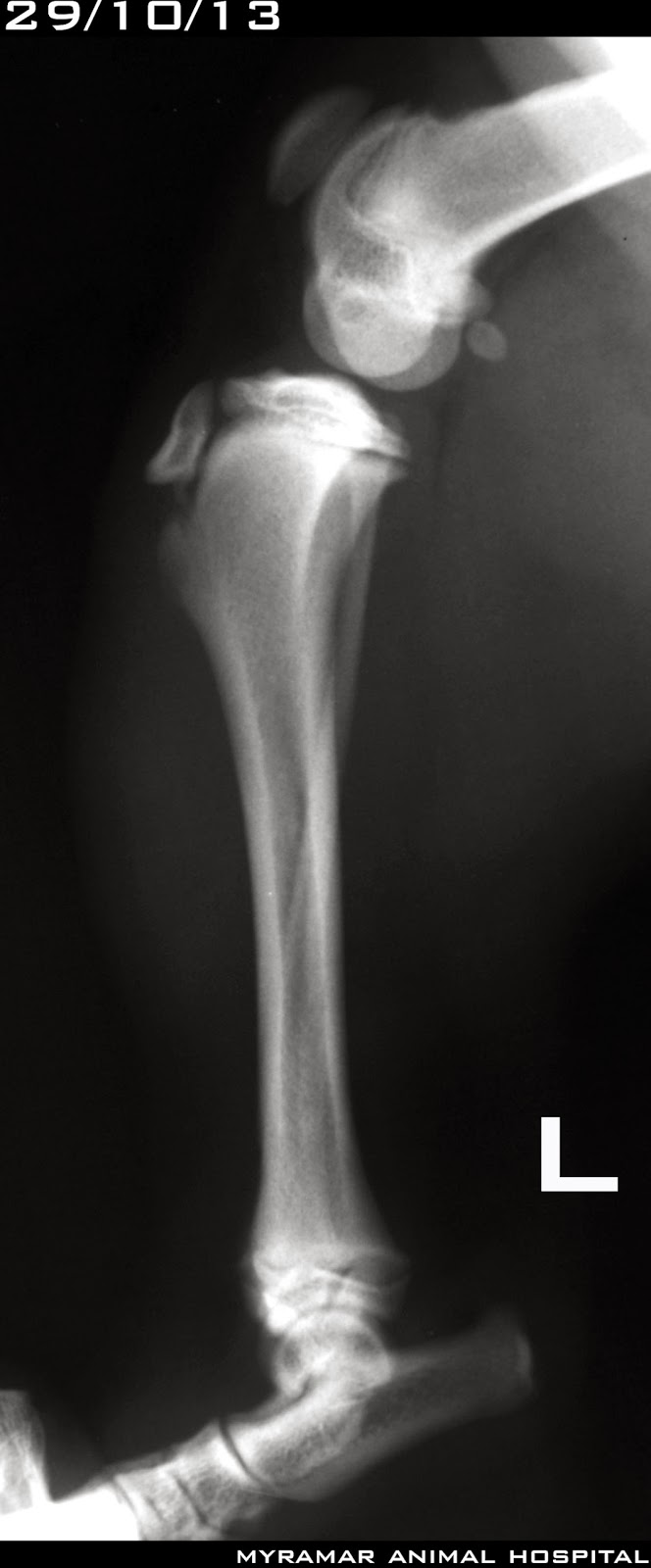 4. FRACTURAS DE TIBIA. TRAUMATOLOGÍA VETERINARIA. Sophie. Avulsión