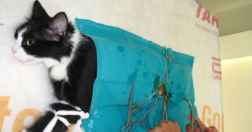Tamamen Ki Isel Tavsiyeler Kedi Kisirlastirma Ucreti