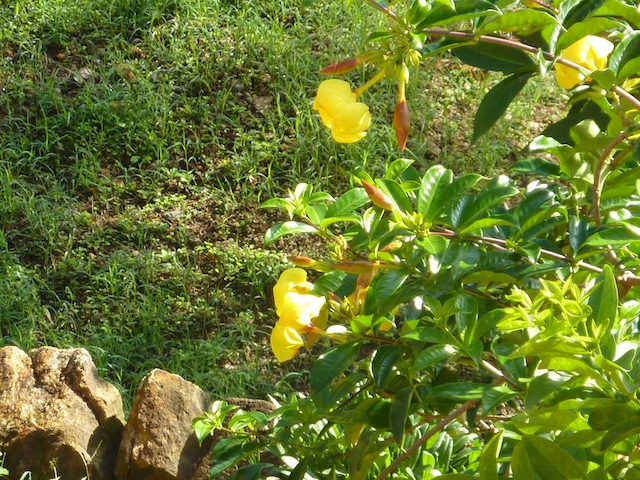 Flower Power au Sri Lanka