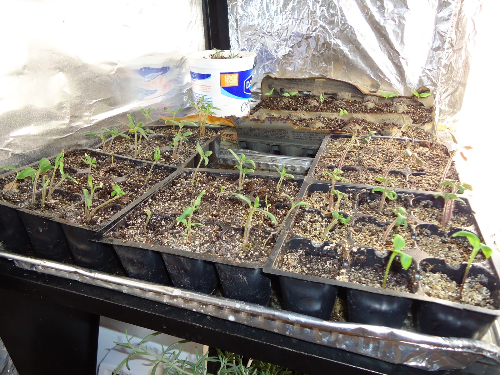 Thyme To Garden Now Growing Tomato Seedlings